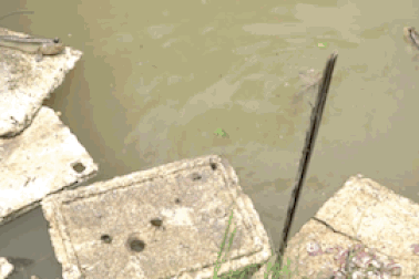 Nuôi loài cá xấu xí, lạ nhất hành tinh, leo cây thoăn thoắt làm... thú cưng