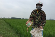 Người lính già đi nhặt bao thuốc trừ sâu bảo vệ môi trường