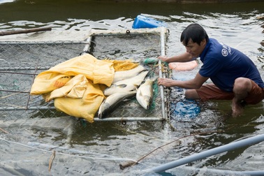 Gần chục tấn cá chết trắng trên sông Bồ