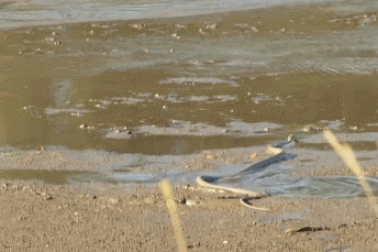 Rắn "thần chết" vô tình xâm phạm lãnh thổ của cá sấu và cái kết