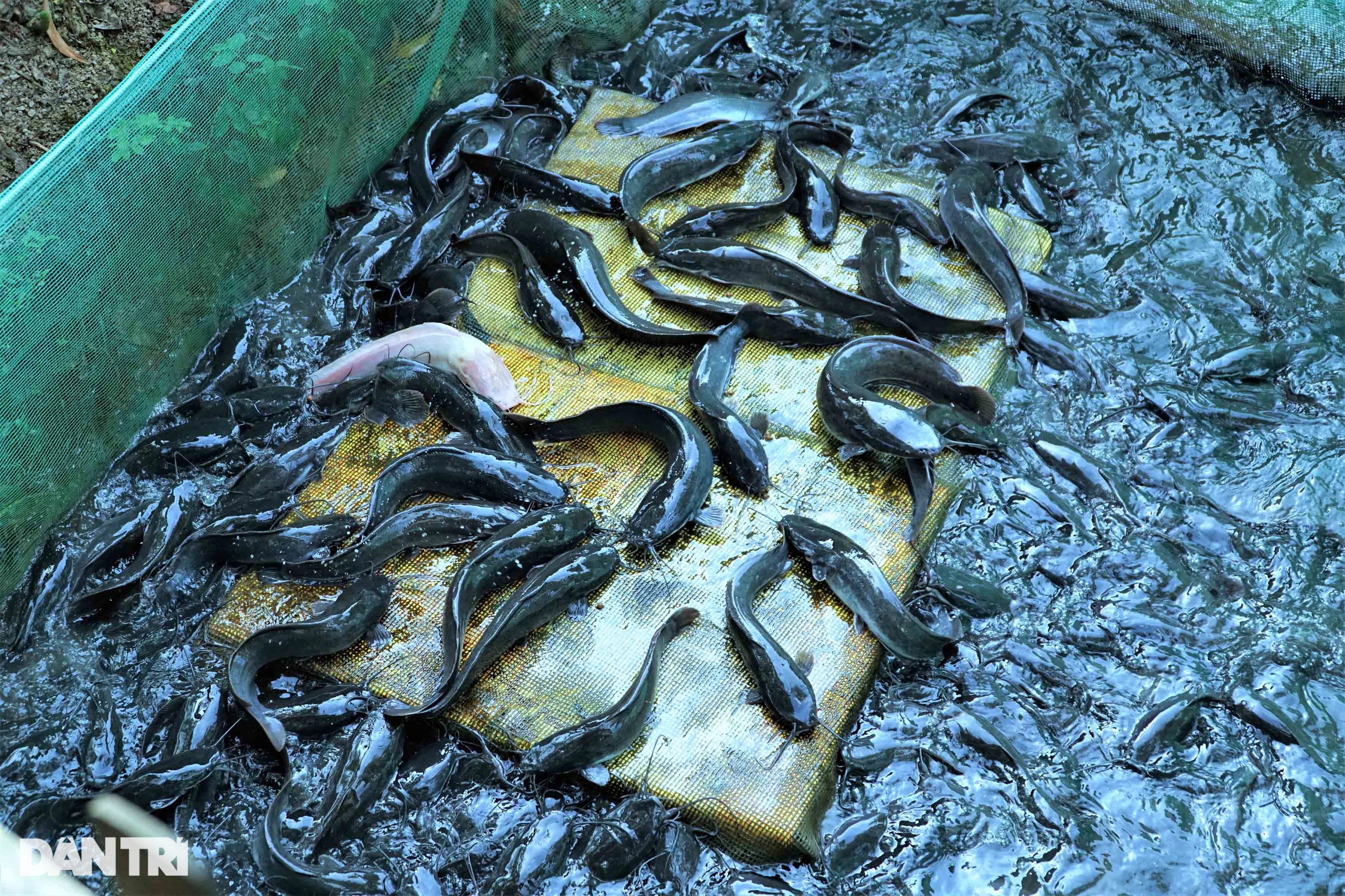 Xem vua xiếc cá cho hàng nghìn con cá trê vượt cạn giành thức ăn - 1 Xem vua xiếc cá cho hàng nghìn con cá trê vượt cạn giành thức ăn - 1