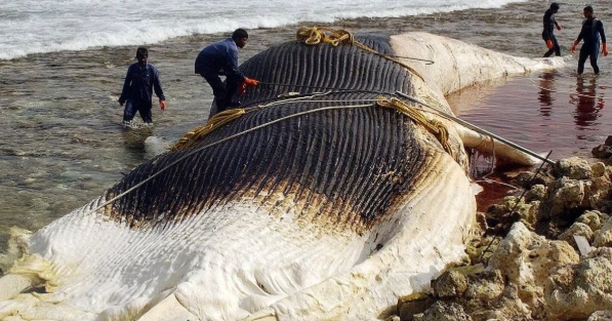 Cá voi dạt bờ có phải điềm báo thiên tai? | Báo Dân trí
