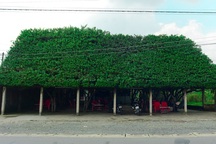 Quán cà phê tạo từ 24 cây si “khủng”, bên trong mát như máy lạnh ở Long An