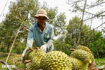 Giá sầu riêng nghịch vụ biến động mạnh, nhà vườn vừa thu tiền vừa thấp thỏm