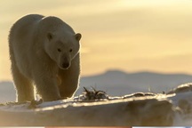 Băng tan khiến gấu trắng Bắc Cực thay đổi chế độ ăn như thế nào?