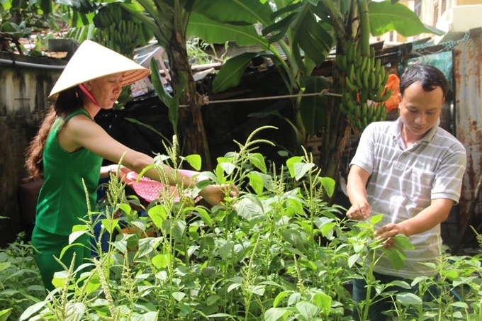 Người dân trên đảo hái rau chuẩn bị cơm chiều.