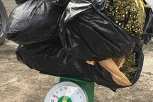 Giả người bán rau, "ngông nghênh" chở 16kg cần sa trên quốc lộ