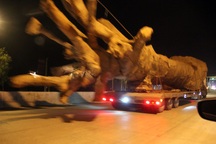 Giật mình xe chở cây khủng như “quái thú” băng băng trên quốc lộ 1 A