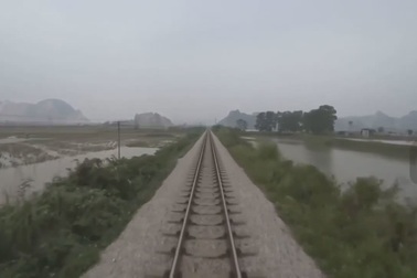 Trâu bò thả rông trên đường sắt, tai nạn xảy ra ai sẽ chịu trách nhiệm?