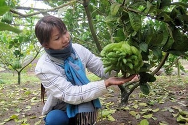 Đổi đời nhờ trái Phật thủ