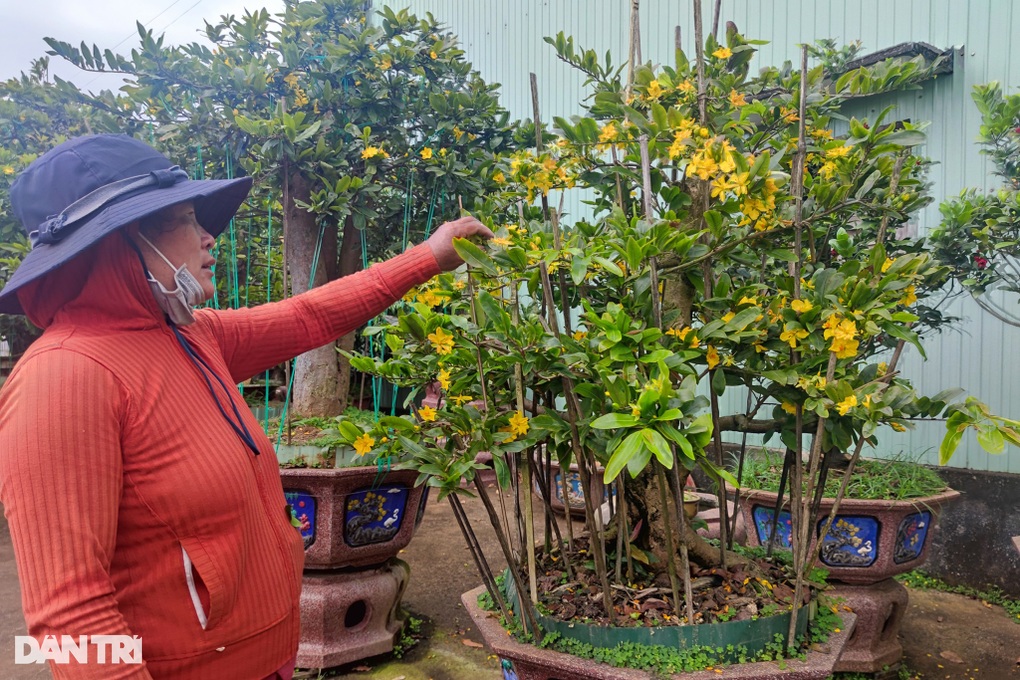 Nhà vườn phố núi thấp thỏm vì mai nở sớm, cháy lá trước Tết - 2 Nhà vườn phố núi thấp thỏm vì mai nở sớm, cháy lá trước Tết - 2