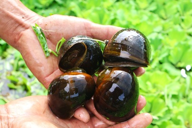 Nuôi con đặc sản hiền khô, ăn toàn thứ rẻ tiền, 8X thu lãi lớn