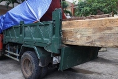 Xử lý kỷ luật Hạt trưởng Hạt kiểm lâm mua gỗ trái phép