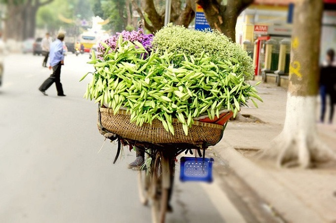 Hà Nội trong sắc trắng tinh khôi của hoa loa kèn - Ảnh 6. Hà Nội trong sắc trắng tinh khôi của hoa loa kèn - Ảnh 6.