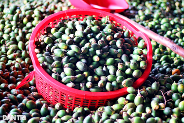 Bén duyên với nghề chế biến cau, thu tiền tỷ mỗi năm