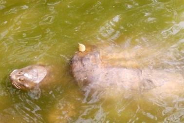 Cụ Rùa nổi trong ngày đẹp trời