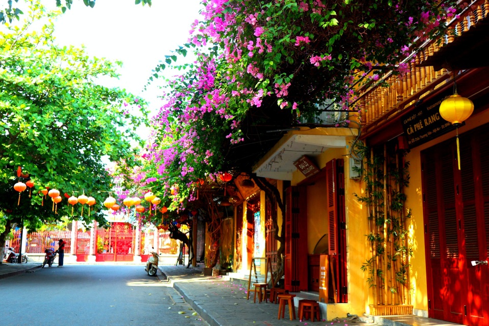 Hoa giấy rực rỡ phố cổ Hội An giữa mùa dịch Covid-19 - 6
