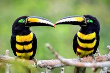 Vẻ đẹp của loài chim Toucan
