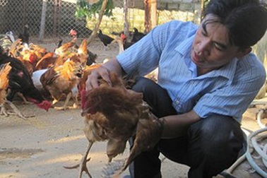 Cử nhân ngoại ngữ về quê chăn nuôi