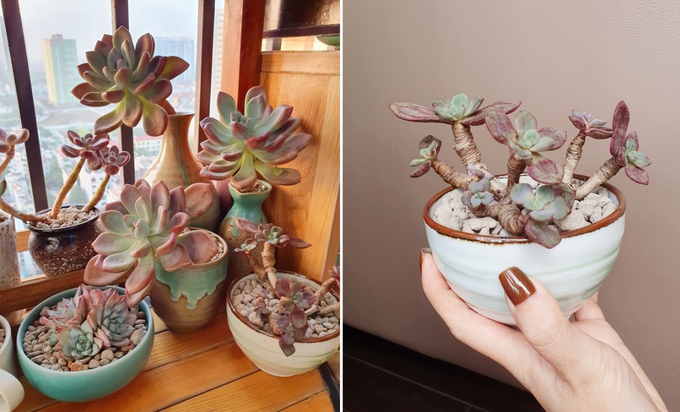 Mãn nhãn với vườn sen đá quý hiếm trên ban công 6m2 của mẹ đảm Hà thành - 5 Mãn nhãn với vườn sen đá quý hiếm trên ban công 6m2 của mẹ đảm Hà thành - 5