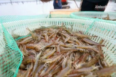 Bí quyết kết hợp trang trại điện mặt trời, đầm tôm đưa về thu nhập "khủng"