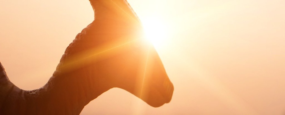 Phát hiện bệnh hiếm gặp ở người đã từng có trên khủng long - 1 Phát hiện bệnh hiếm gặp ở người đã từng có trên khủng long - 1