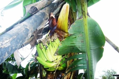 Thêm một cây chuối trổ buồng giữa thân