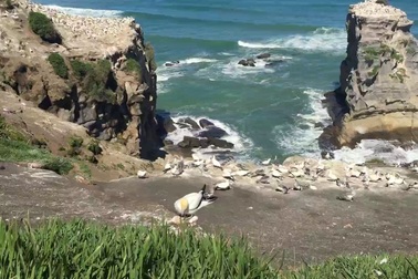 Chim Gannet ở New Zeland