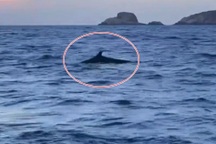 Đàn cá heo di chuyển thành nhiều lớp trên vùng biển Quy Nhơn