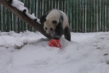 Bật cười với hình ảnh gấu trúc đùa nghịch trong tuyết