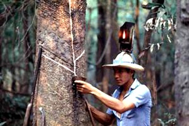 Chủ tịch công ty chứng khoán cao su bị bắt