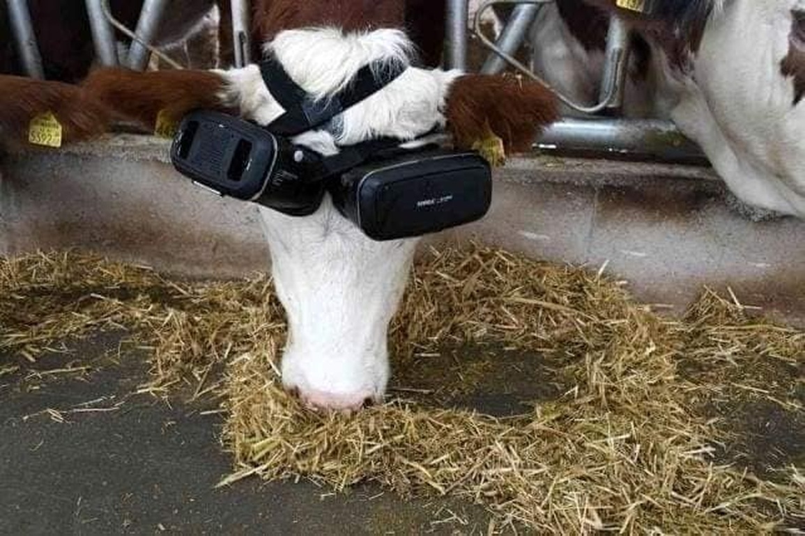 Bò đeo kính VR để cảm thấy sung sướng hơn - 1 Bò đeo kính VR để cảm thấy sung sướng hơn - 1