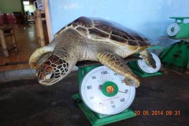 Rùa biển được thả về tự nhiên nhờ du khách