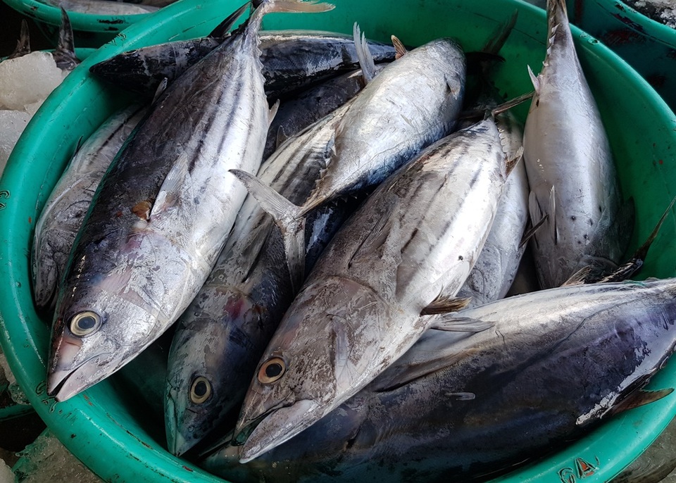Khánh Hòa: Cá ngừ tấp nập về bờ, người lao động tất bật từ sáng đến trưa - 4 Khánh Hòa: Cá ngừ tấp nập về bờ, người lao động tất bật từ sáng đến trưa - 4
