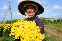 Trồng hoa đón Tết, nông dân thu lãi 10-15 triệu đồng/sào cúc trái vụ