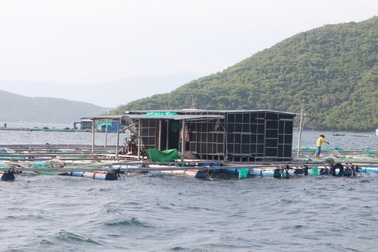 Chủ tịch Khánh Hòa: Kiên quyết di dời dân trên lồng bè vào bờ