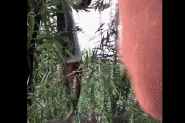 Rợn người khoảnh khắc trăn thảm nuốt chửng chồn khi treo lơ lửng trên cây