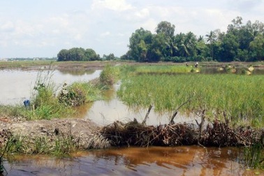 Bắt cá bằng xung điện, một người thiệt mạng   