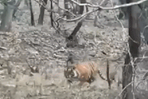 Báo hoa mai thoát khỏi nanh vuốt của hổ nhờ phát huy thế mạnh kịp thời