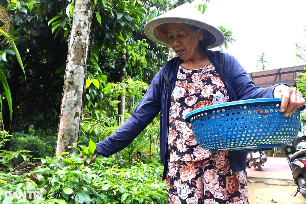 Biến rau rừng thành trà đặc sản, nữ cán bộ huyện giúp nông dân tạo sinh kế - 3 Biến rau rừng thành trà đặc sản, nữ cán bộ huyện giúp nông dân tạo sinh kế - 3