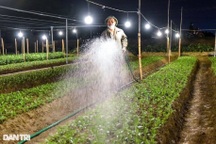 Người dân vựa hoa lớn nhất thành phố Thanh Hóa ăn ngủ cùng hoa Tết