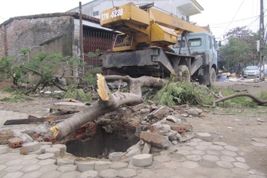 Bị cành cây rơi trúng đầu, tử vong tại chỗ