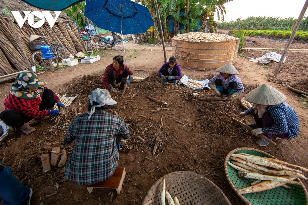 Hà Nội: Cực nhọc đào loại củ trồng vạ vật cũng ra tiền ở bãi giữa sông Hồng - 12 Hà Nội: Cực nhọc đào loại củ trồng vạ vật cũng ra tiền ở bãi giữa sông Hồng - 12