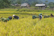 Bộ đội lội ruộng giúp bà con dân bản gặt lúa sau mưa lũ