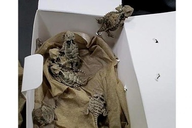 Sốc khi phát hiện 52 con rắn và thằn lằn trong quần của người đàn ông