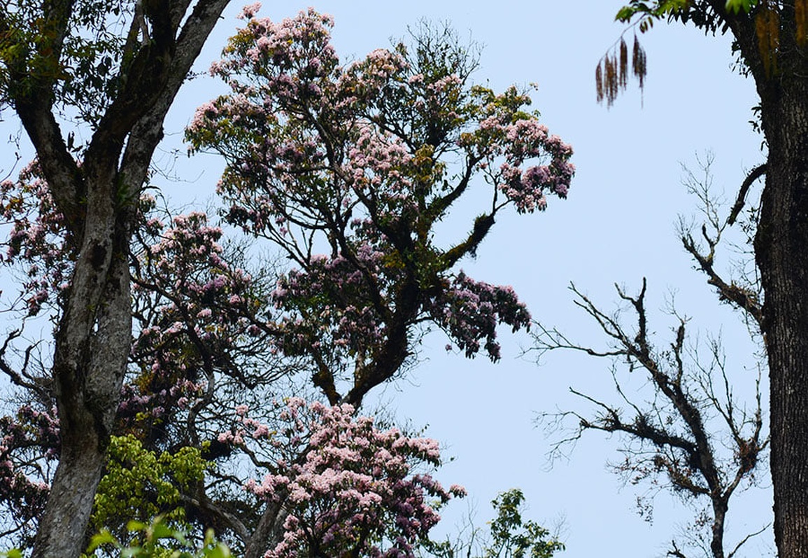Có một vương quốc hoa đỗ quyên trên rừng Sa Pa - 3 Có một vương quốc hoa đỗ quyên trên rừng Sa Pa - 3