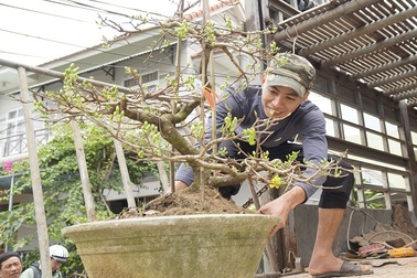 Thương lái bỏ cọc, thủ phủ mai vàng Bình Định vẫn thu về 80 tỷ đồng