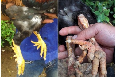 Đại gia xếp hàng mua đặc sản gà 9 cựa trong truyền thuyết