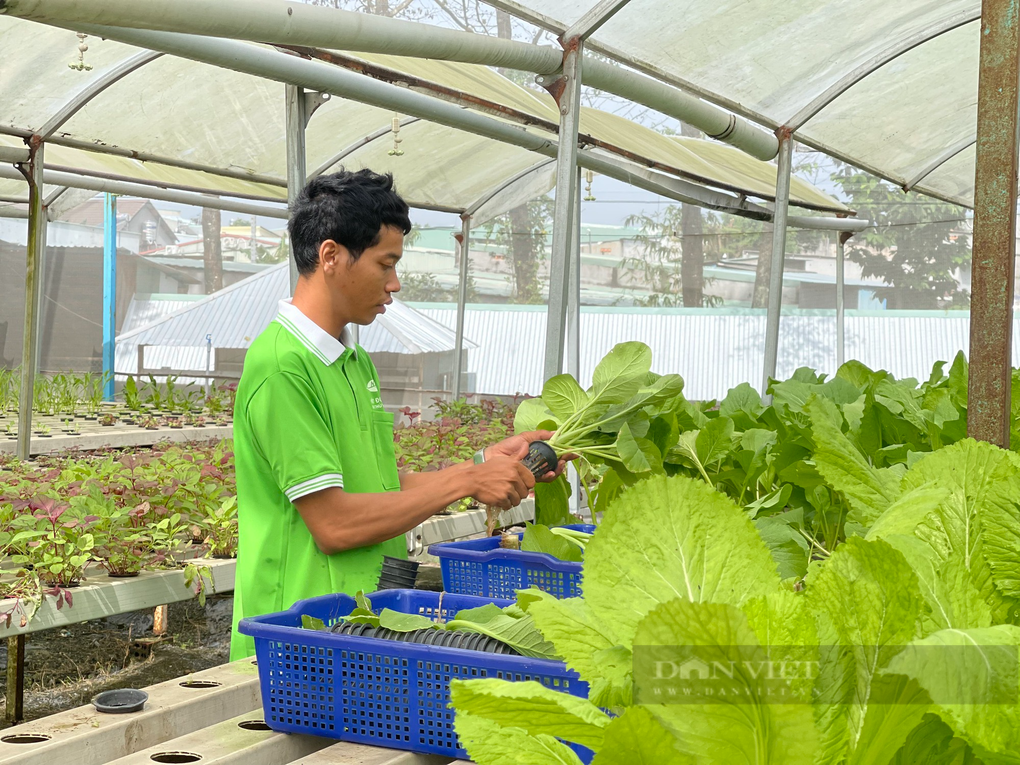 Chỉ trồng rau mà anh nông dân phố thu nhập 150 triệu/tháng? - 1 Chỉ trồng rau mà anh nông dân phố thu nhập 150 triệu/tháng? - 1