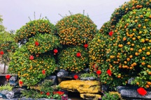 Chậu quýt khổng lồ nặng 12 tấn được đại gia Hưng Yên chốt ngay trong ngày